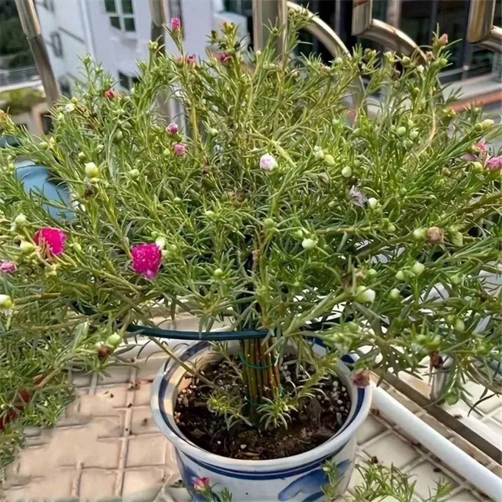 Rak Tanaman Bonsai S/M/L Baru, - Bonsai Garden Stand ulasan dan harga