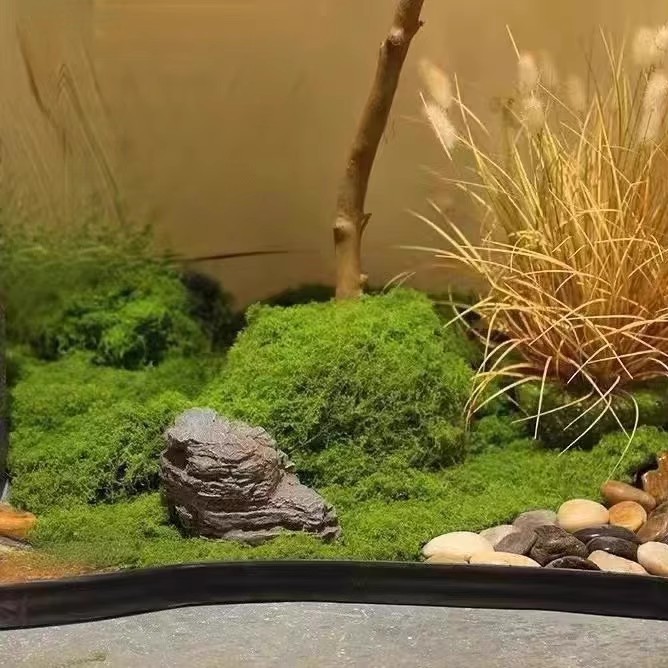 200G Rumput Lumut Kehidupan Ab - Bonsai Garden For Home ulasan dan harga